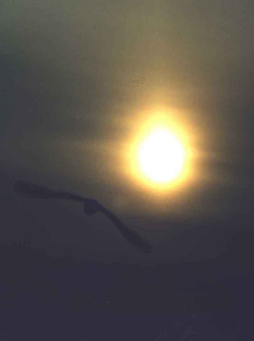 птица уносит солнце на крылах. Фото Ю. Сорокиной
